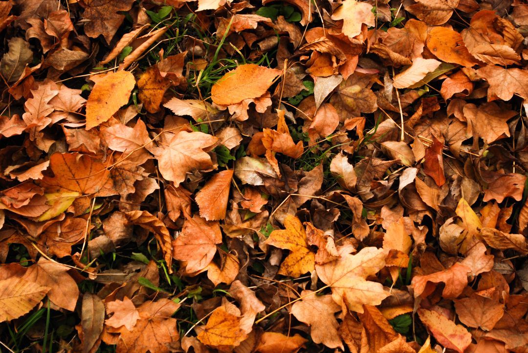 Full frame shot of dry autumn leaves - Free Images, Stock Photos and Pictures on Pikwizard.com