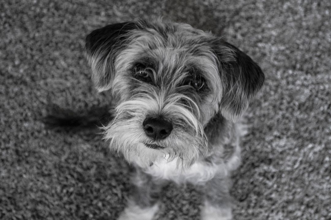 Adorable Black and White Portrait of Scruffy Terrier Dog - Free Images, Stock Photos and Pictures on Pikwizard.com
