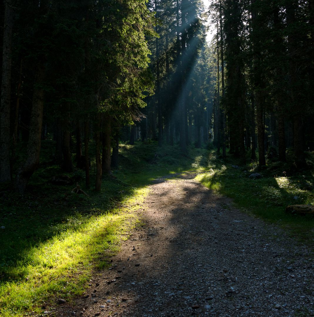 Sunlight Filtering Through Trees on Forest Pathway - Free Images, Stock Photos and Pictures on Pikwizard.com