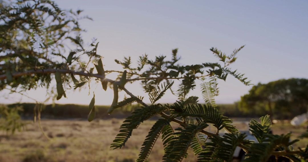 Tree Branch with Seed Pods Over Dry Grassland at Sunset