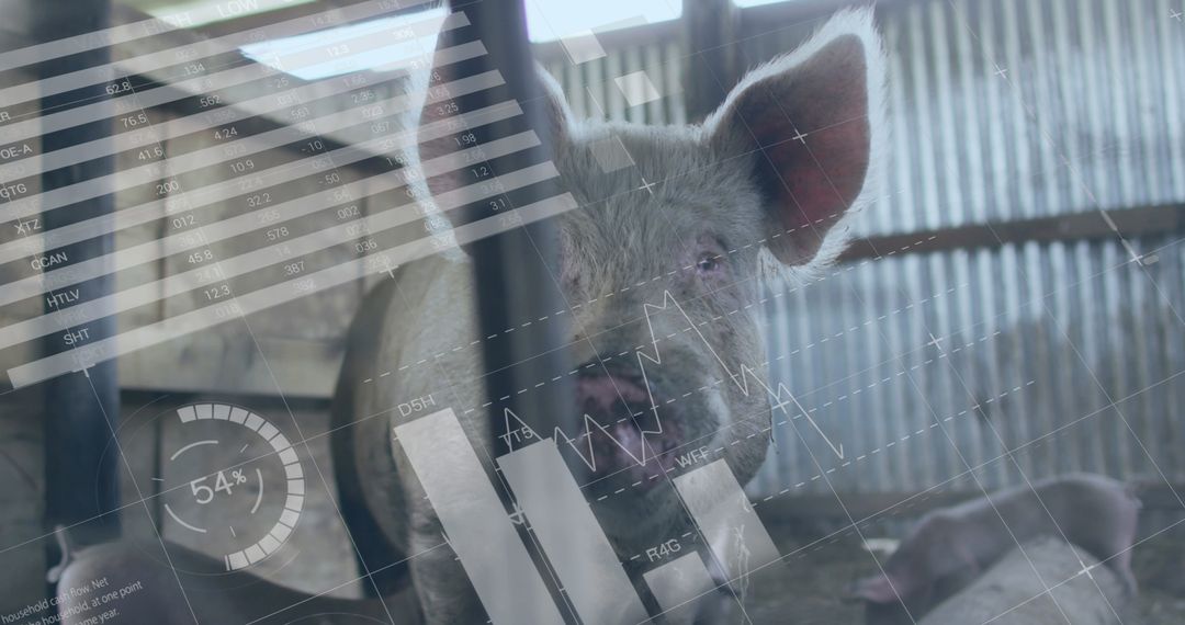 Pig Farming and Digital Financial Analytics Fusion