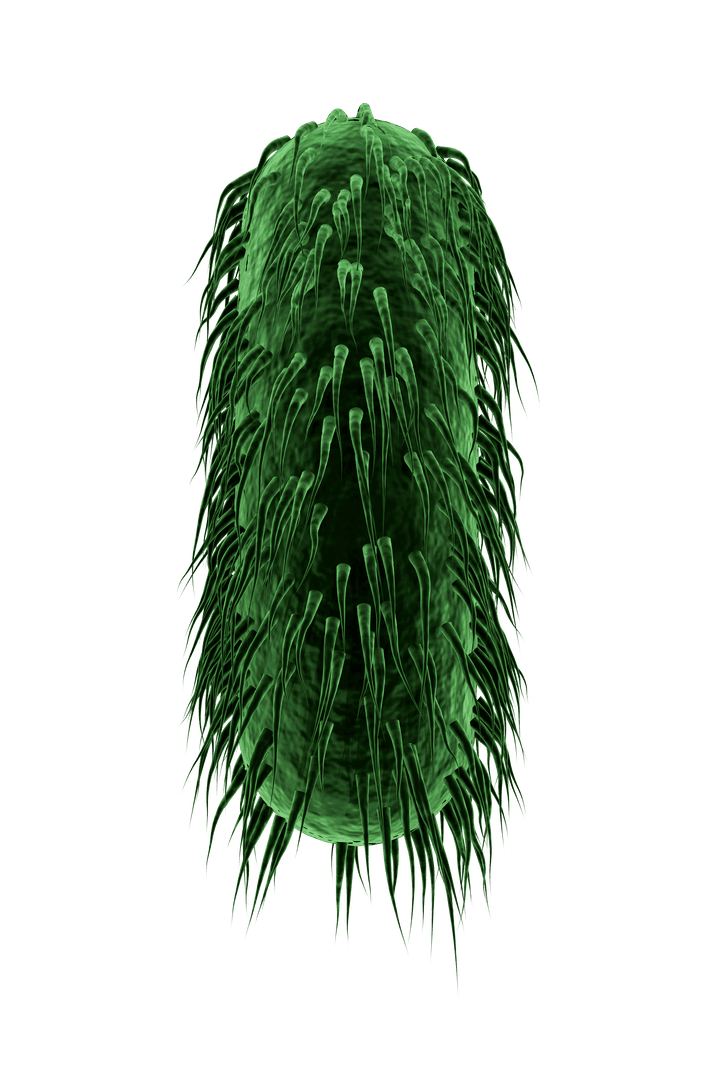 Abstract Green Furry Shape on Transparent Background Full of Texture