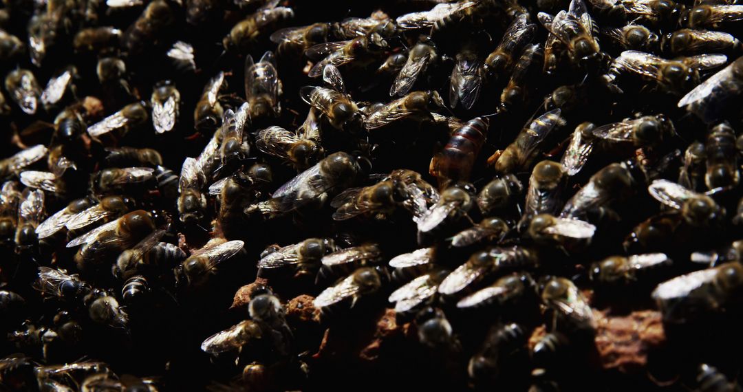 Close-Up of Honey Bees Swarming Around Hive - Free Images, Stock Photos and Pictures on Pikwizard.com