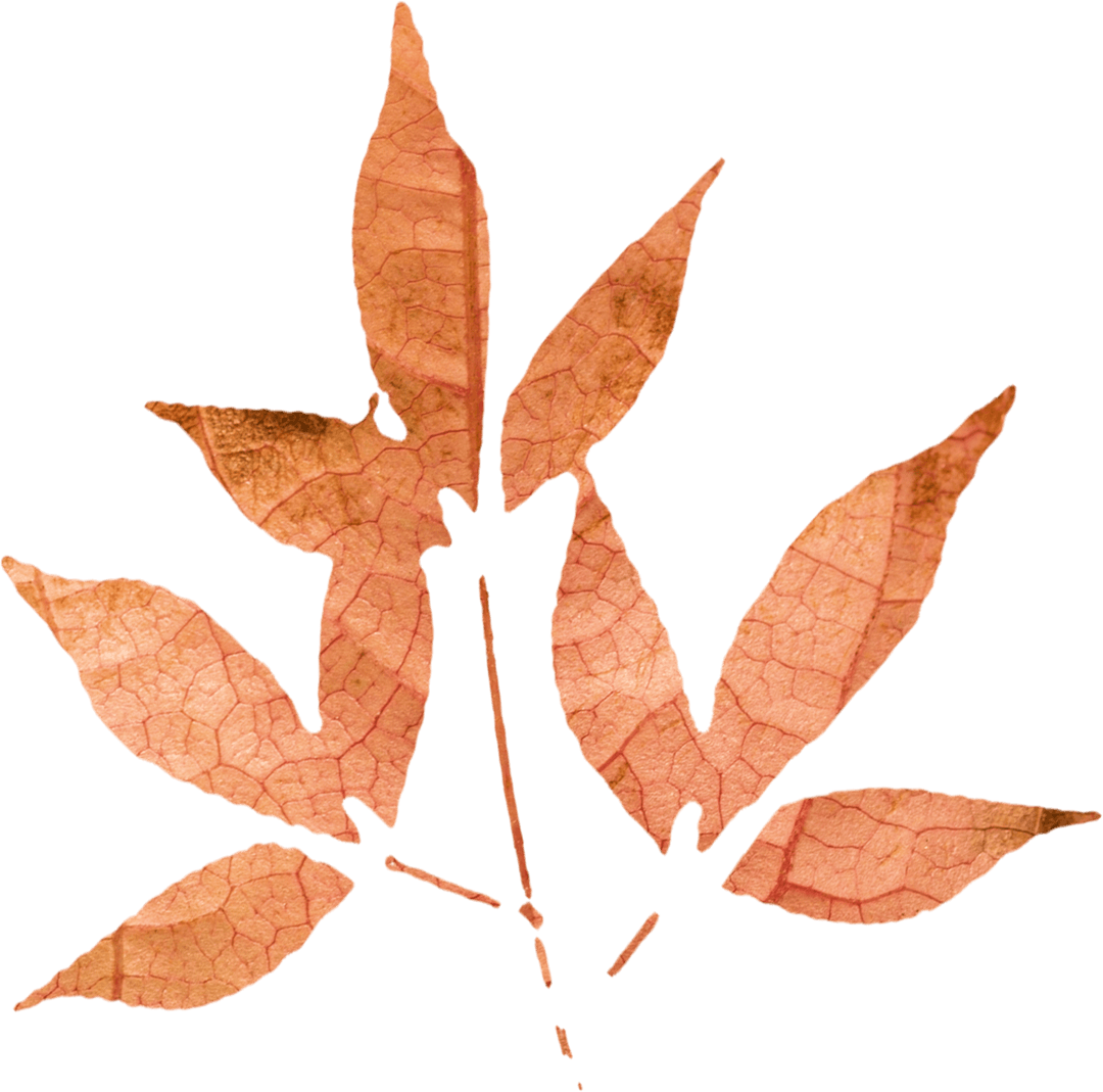 Transparent Brown Autumn Leaves with Detailed Veins