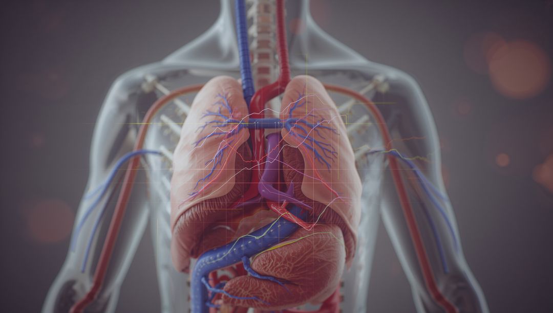 3D Digital Visualization of Human Torso With Focus on Internal Organs