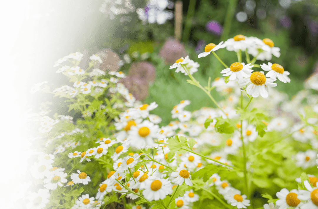 Transparent Chamomile Blossoms Expansive Meadow Vector