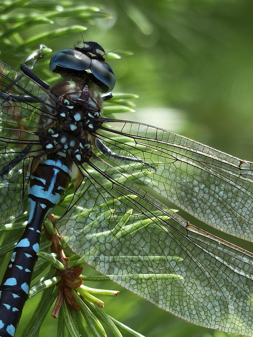 Close-Up of Dragonfly on Green Branch with Detailed Wings - Free Images, Stock Photos and Pictures on Pikwizard.com