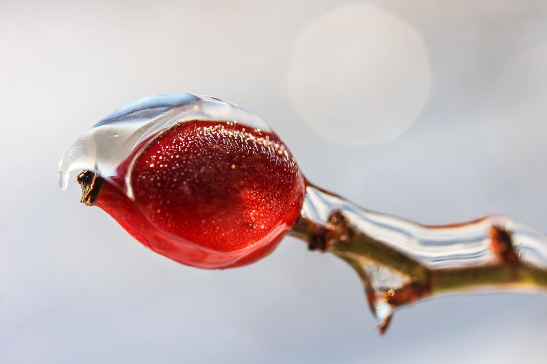 Frozen Red Berry Encased in Ice with Winter Background - Free Images, Stock Photos and Pictures on Pikwizard.com