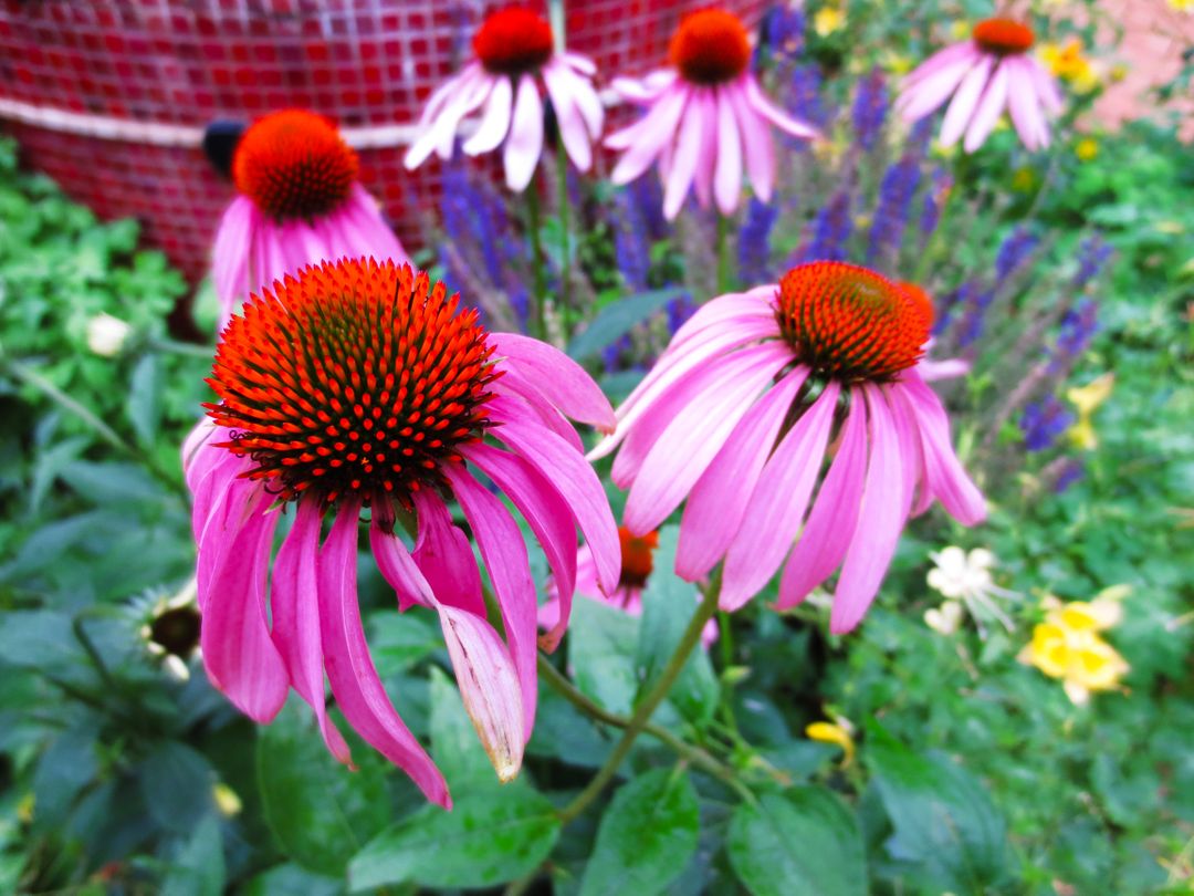Colorful Blooming Coneflower Garden - Free Images, Stock Photos and Pictures on Pikwizard.com