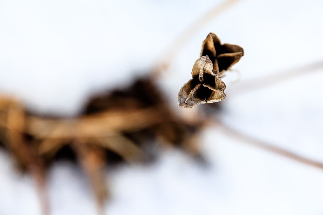 Close-Up of Dried Plant Against Soft Background - Free Images, Stock Photos and Pictures on Pikwizard.com