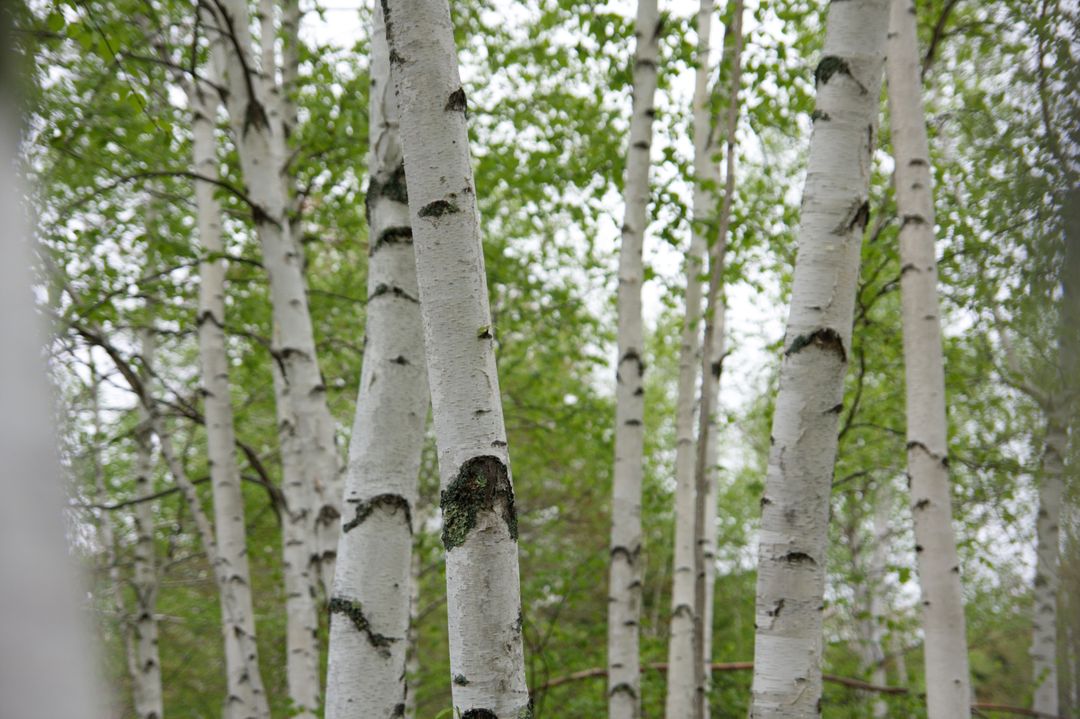 Scenic birch forest with lush birch leaf foliage
