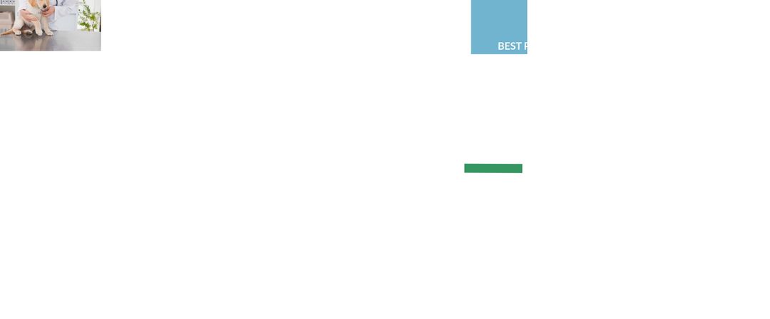 Veterinarian Examination with Happy Dog