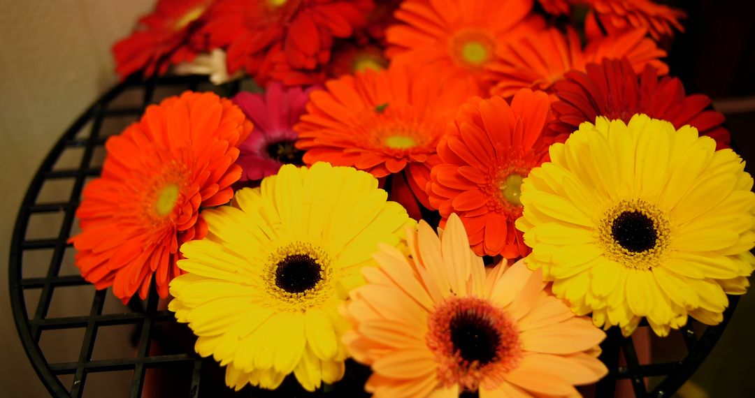 Vibrant Assortment of Gerbera Daisies on Black Grid Surface - Free Images, Stock Photos and Pictures on Pikwizard.com