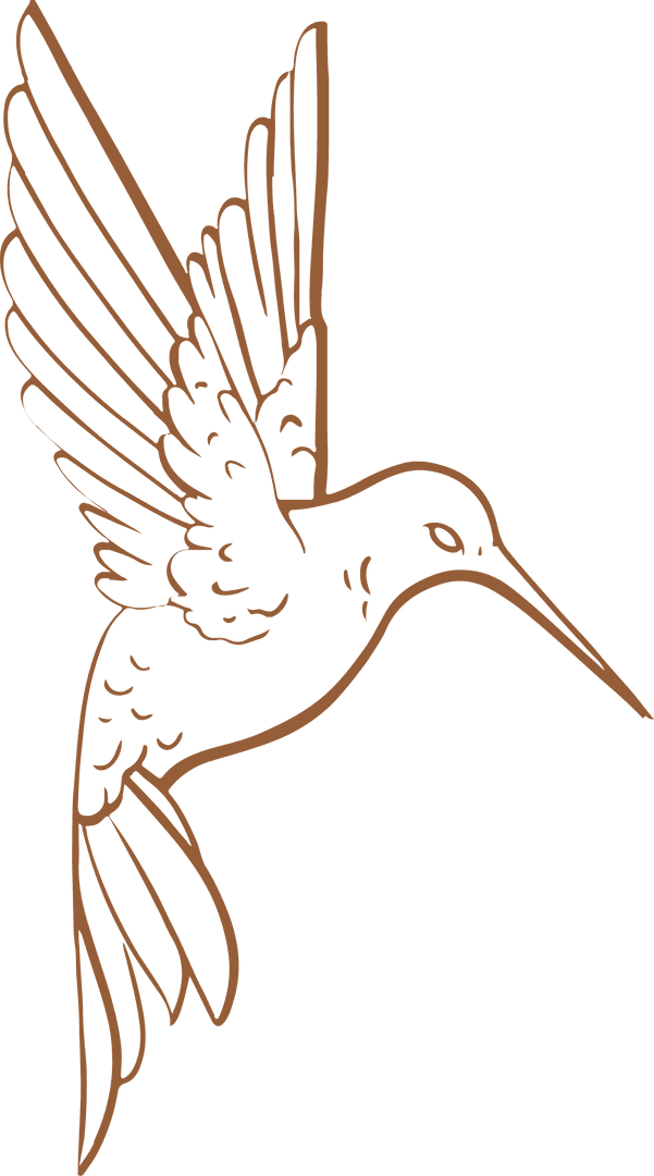 Elegant Transparent Hummingbird Line Art Illustration