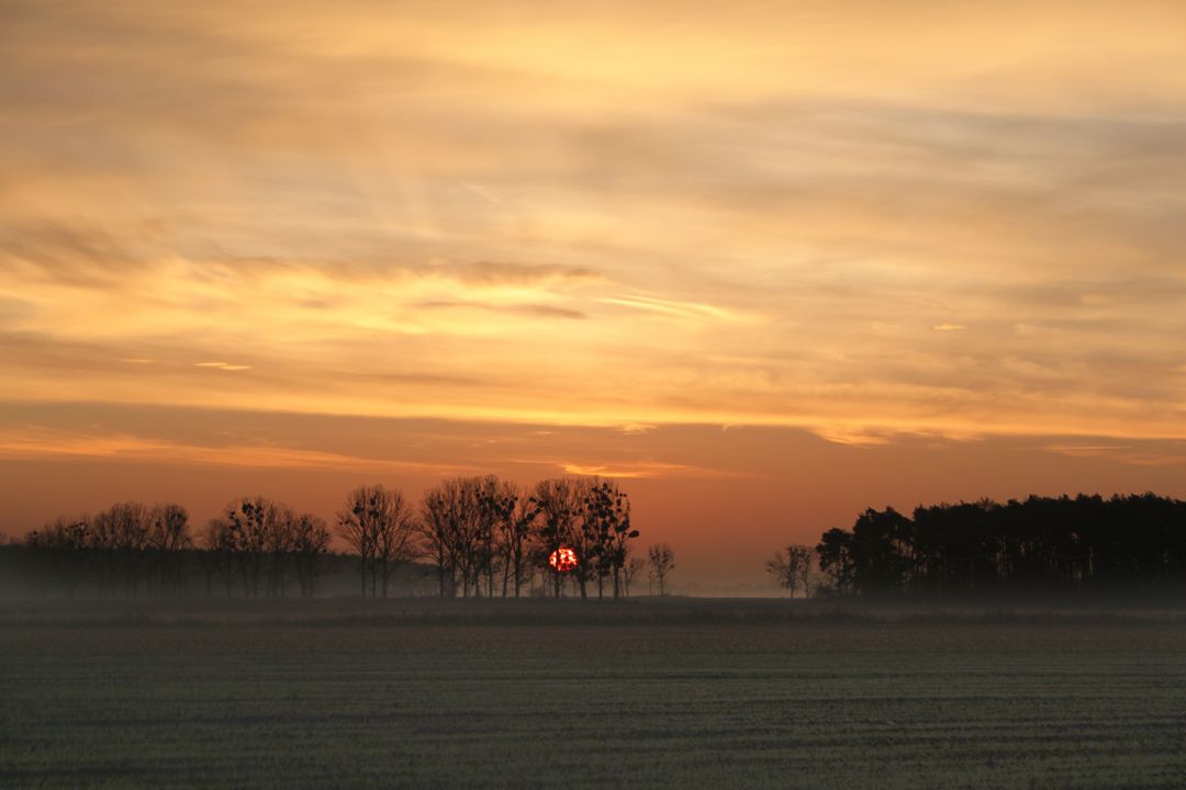 Serene Sunset Over Misty Field with Trees Silhouetted - Free Images, Stock Photos and Pictures on Pikwizard.com