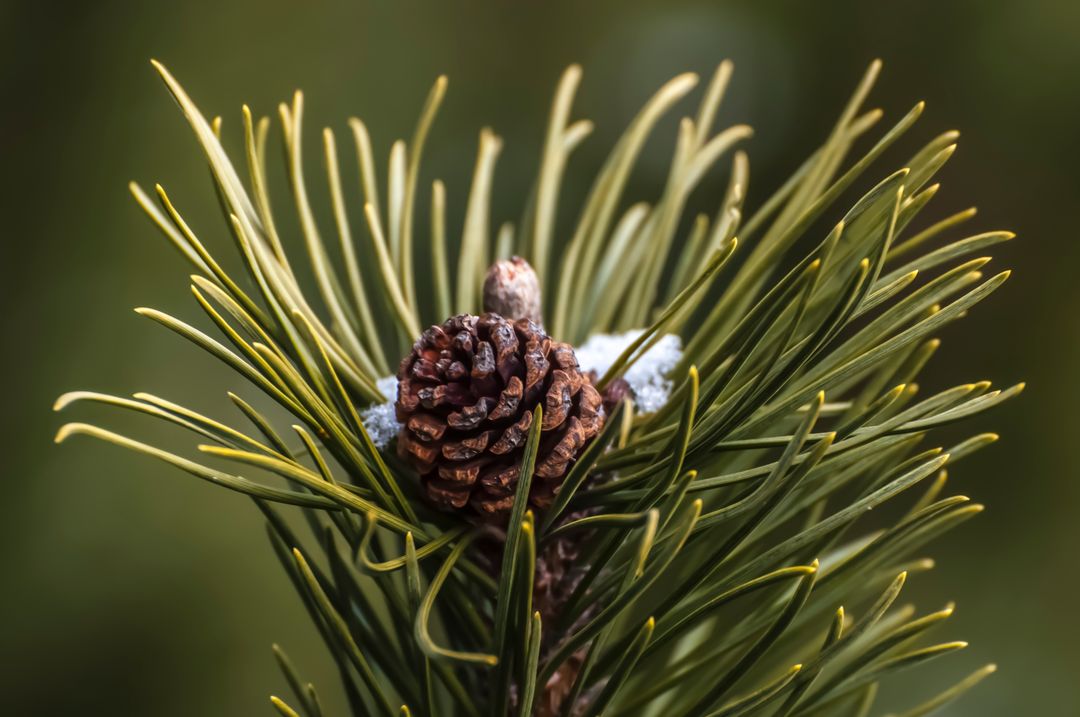 Close-Up of Pine Cone on Pine Tree Branch in Natural Forest - Free Images, Stock Photos and Pictures on Pikwizard.com