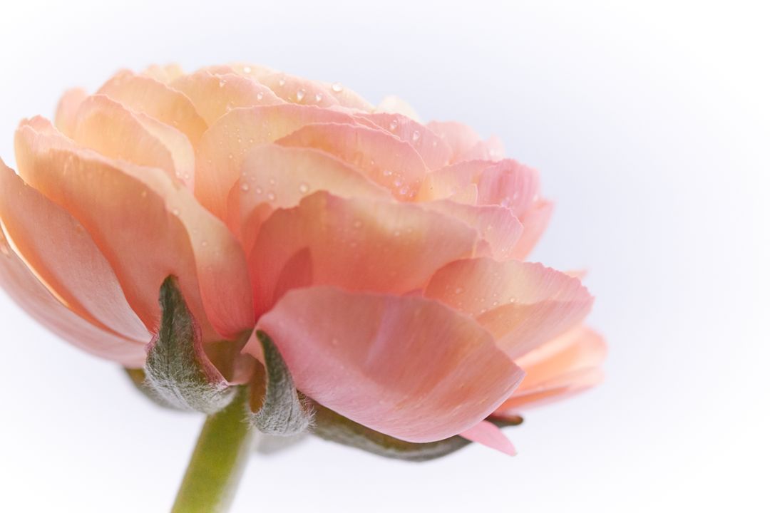 Soft Peach Ranunculus Blossom with Dew Drops Macro Close-Up for Floral Design
