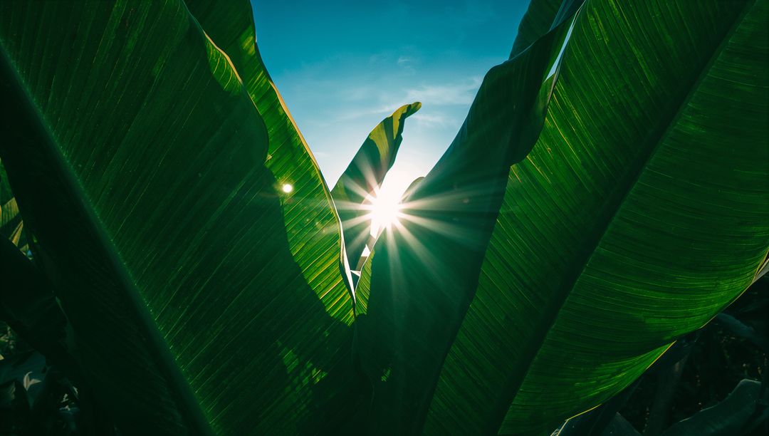 Sunlight Radiating Through Banana Leaves in a Tropical Garden