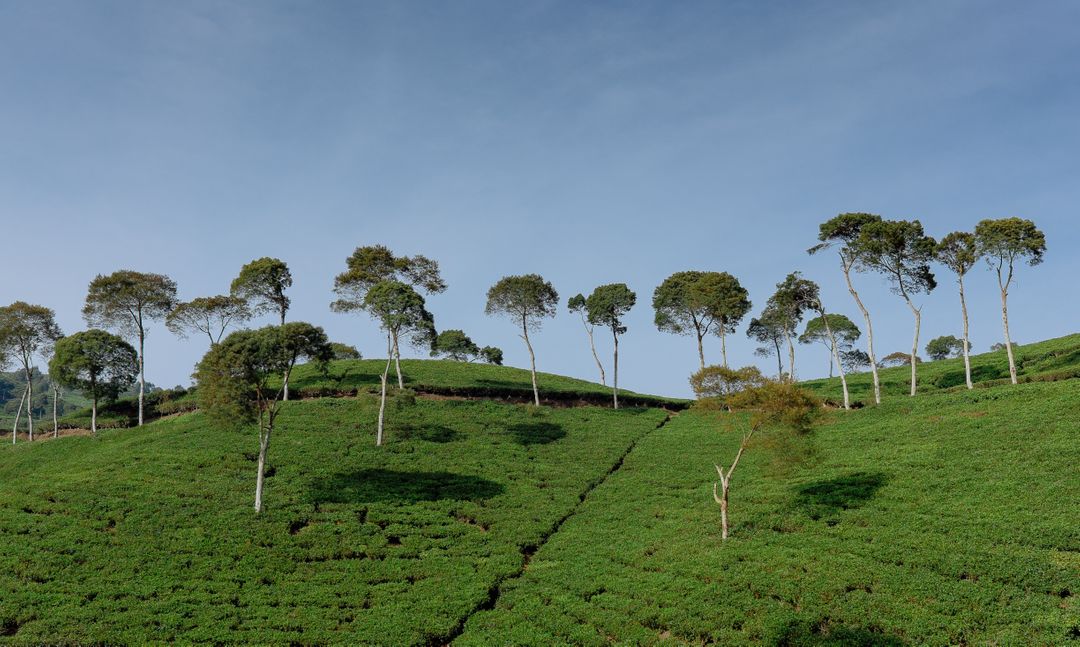 Scenic Green Tea Plantation with Rolling Hills and Blue Sky - Free Images, Stock Photos and Pictures on Pikwizard.com