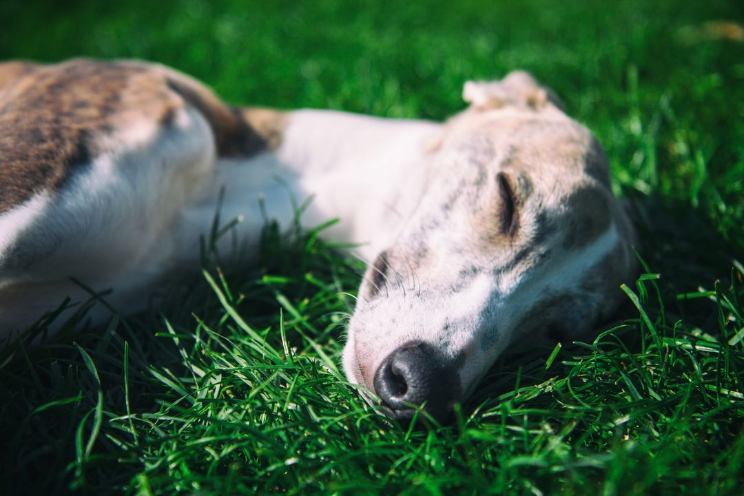 Peaceful whippet dog sleeping on green grass