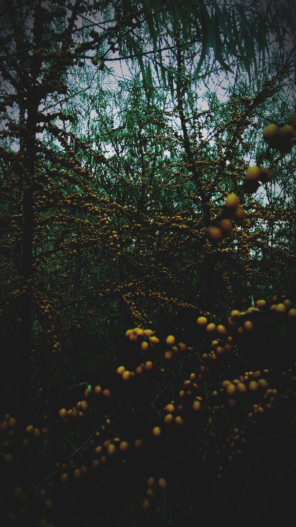 Dense Forest with Low Light and Orange Berries During Autumn - Free Images, Stock Photos and Pictures on Pikwizard.com