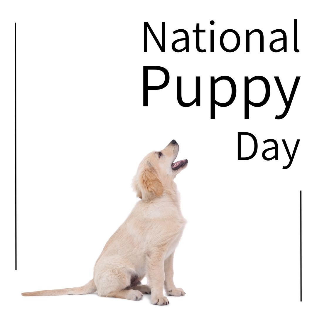 Adorable Labrador Retriever Celebrates National Puppy Day