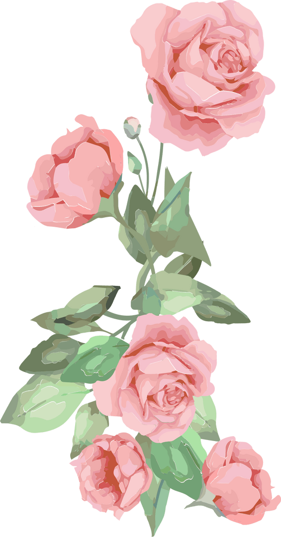 Watercolor Pink Rose Cluster with Leaves on Transparent Background