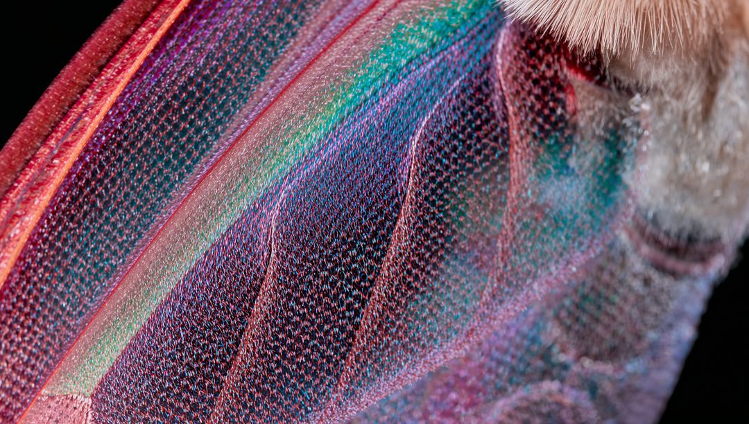 Iridescent moth wing macro showing prismatic scales, veins, fringe and microtexture