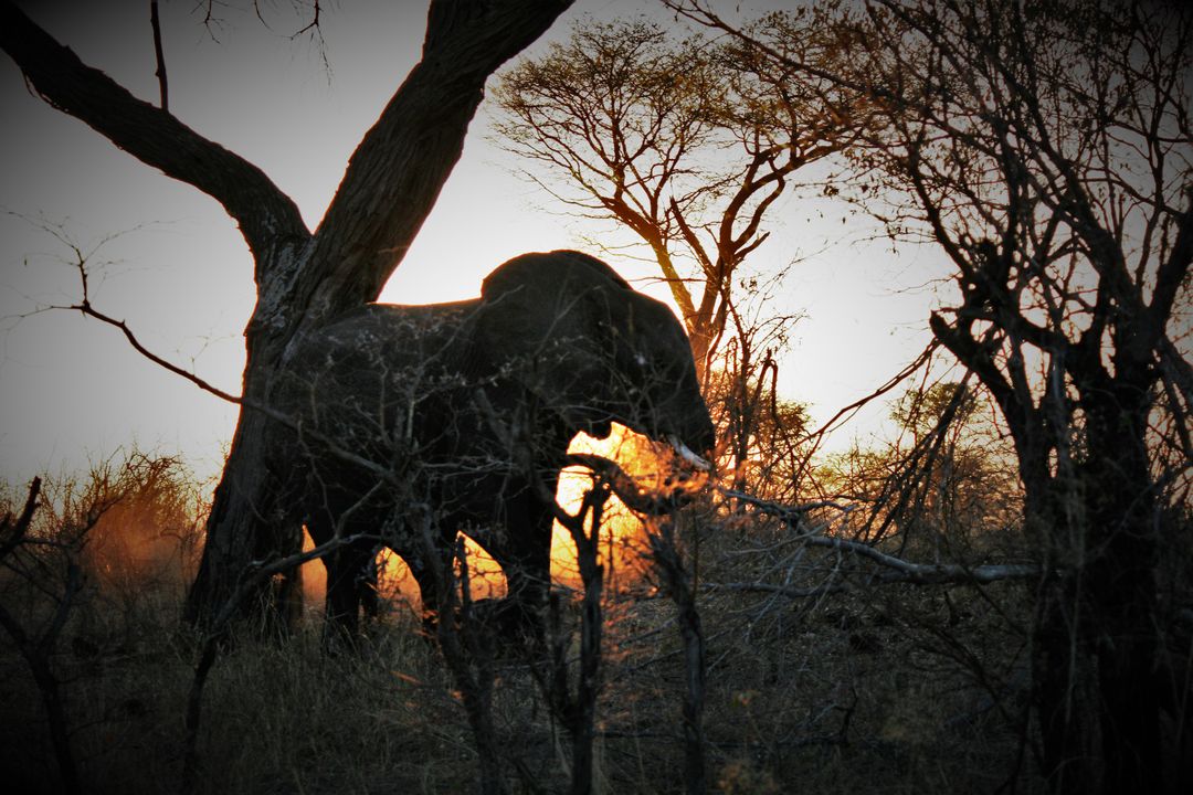 Silhouette of Elephant Walking Through African Savanna at Sunset - Free Images, Stock Photos and Pictures on Pikwizard.com