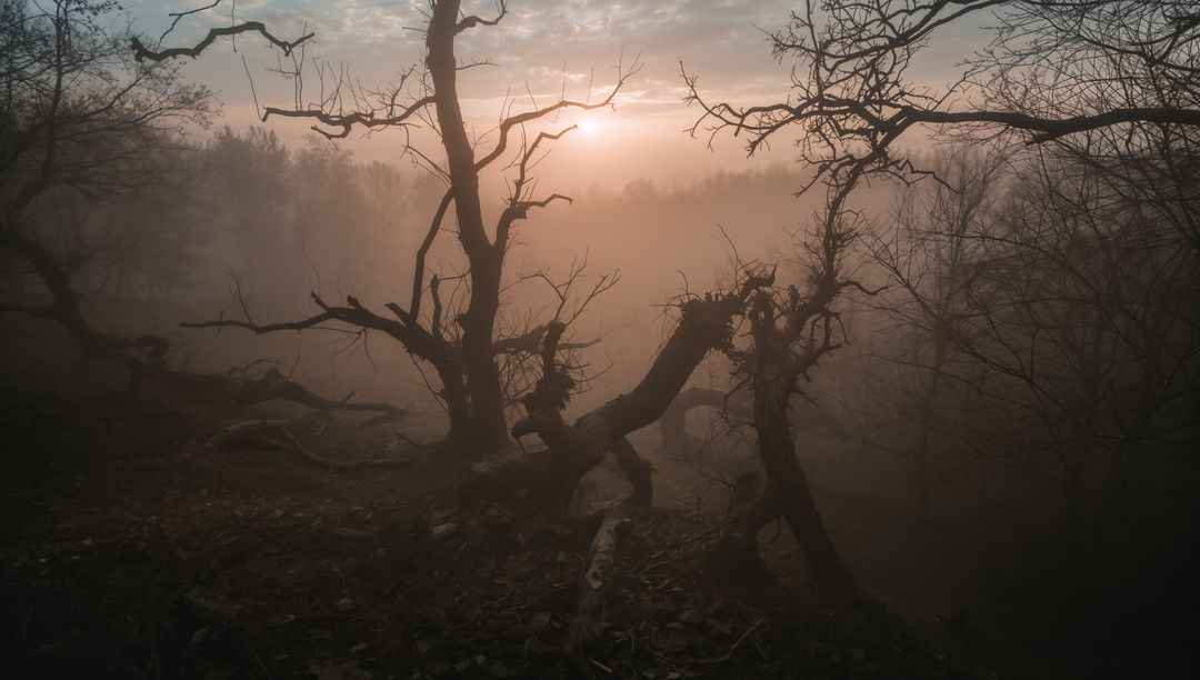 Gnarled Trees in Foggy Winter Forest at Sunset