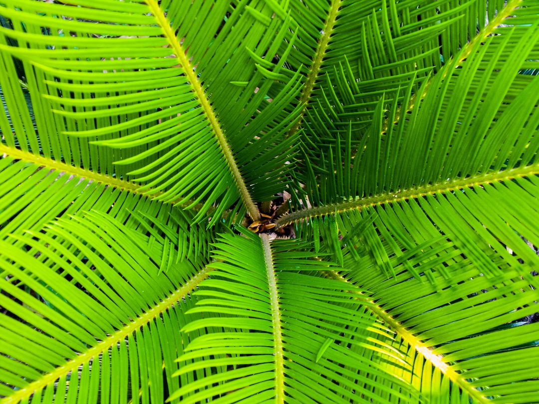 Close-Up of Green Tropical Plant Leaves Creating a Symmetrical Pattern - Free Images, Stock Photos and Pictures on Pikwizard.com
