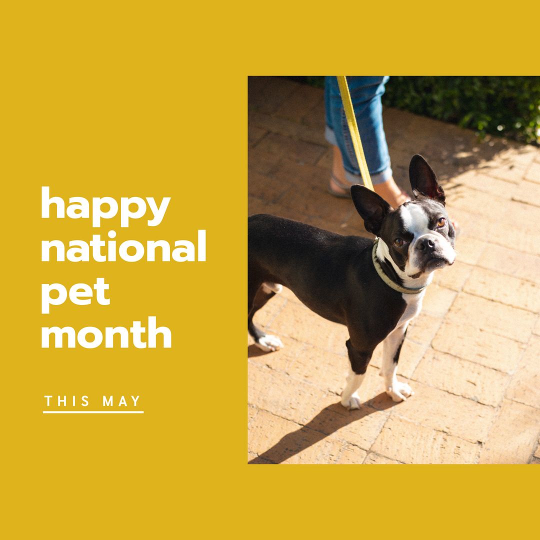 National Pet Month Celebration with Bull Dog on Walk - Download Free Stock Templates Pikwizard.com