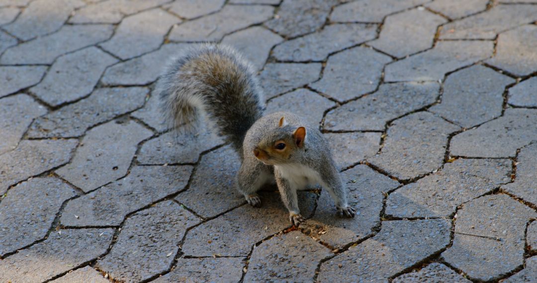 Squirrel Scratching in a Stone Paved Park Area