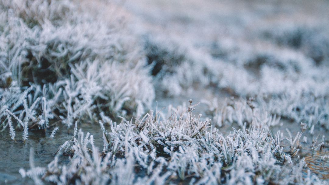Close-up of Frost-Covered Grass on Winter Morning - Free Images, Stock Photos and Pictures on Pikwizard.com