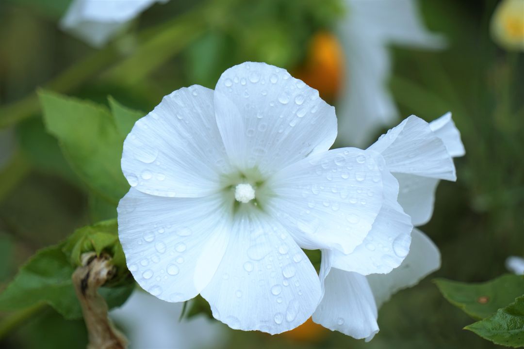 Botanique fleur fleur blanche flore - Free Images, Stock Photos and Pictures on Pikwizard.com