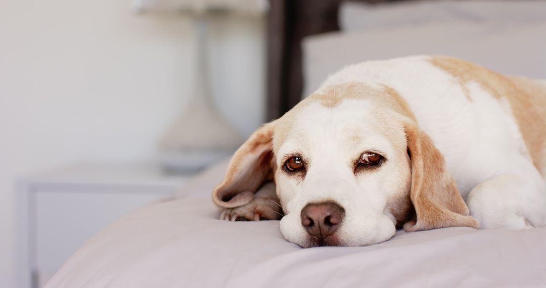 Senior Dog Resting Calmly on Bed