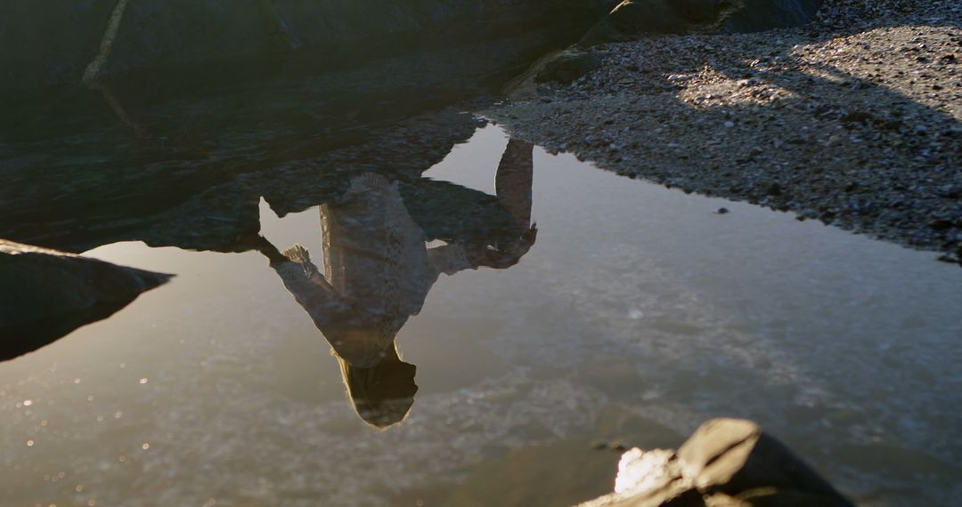 Reflection of a Man Standing Next to Water in the Sunlight - Free Images, Stock Photos and Pictures on Pikwizard.com