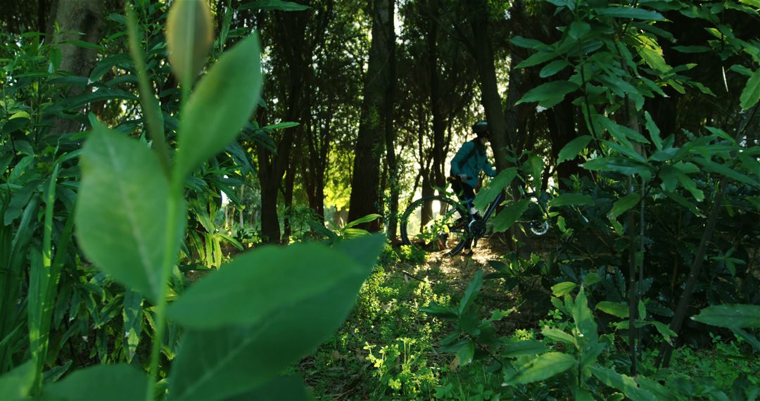 A cyclist, partially obscured by lush green foliage, navigates a trail through a dense forest - Free Images, Stock Photos and Pictures on Pikwizard.com