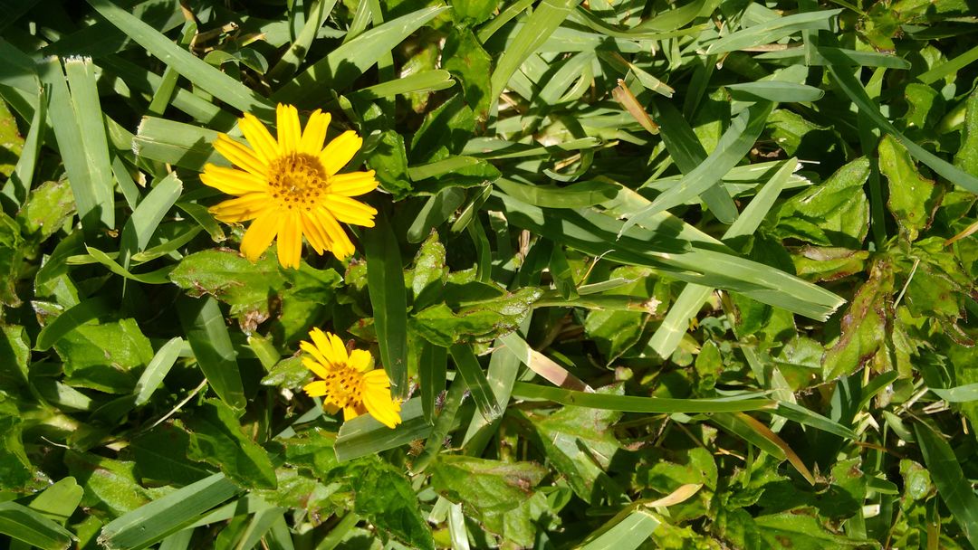 Vibrant Yellow Flowers Blooming in Green Grass - Free Images, Stock Photos and Pictures on Pikwizard.com