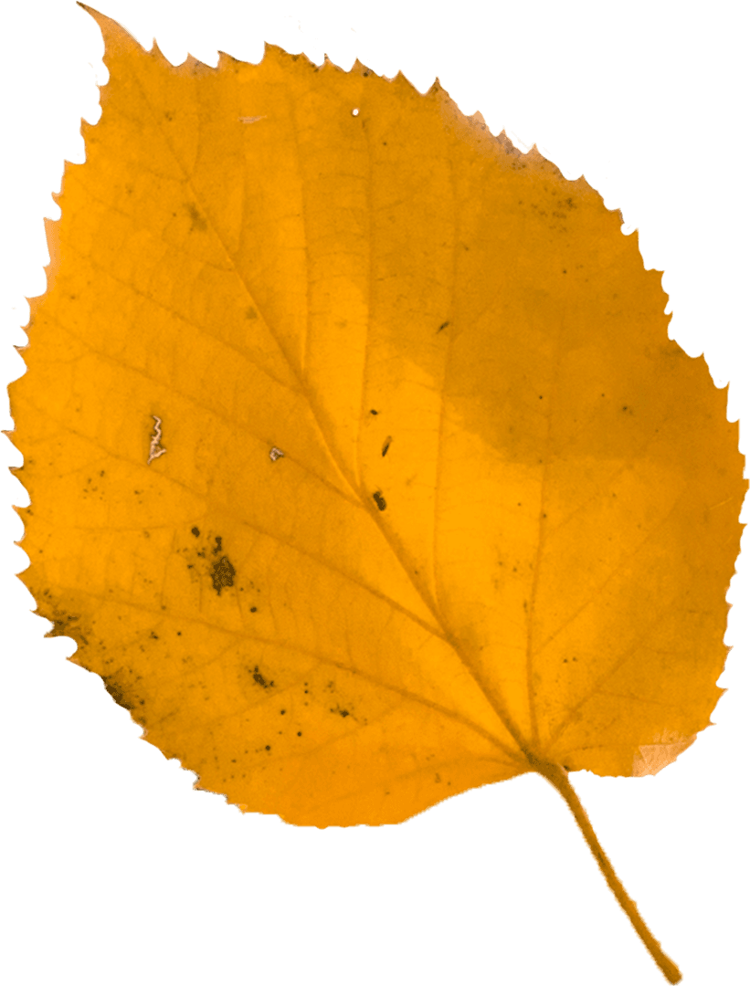 Close Up of Autumn Yellow Leaf on Transparent Background