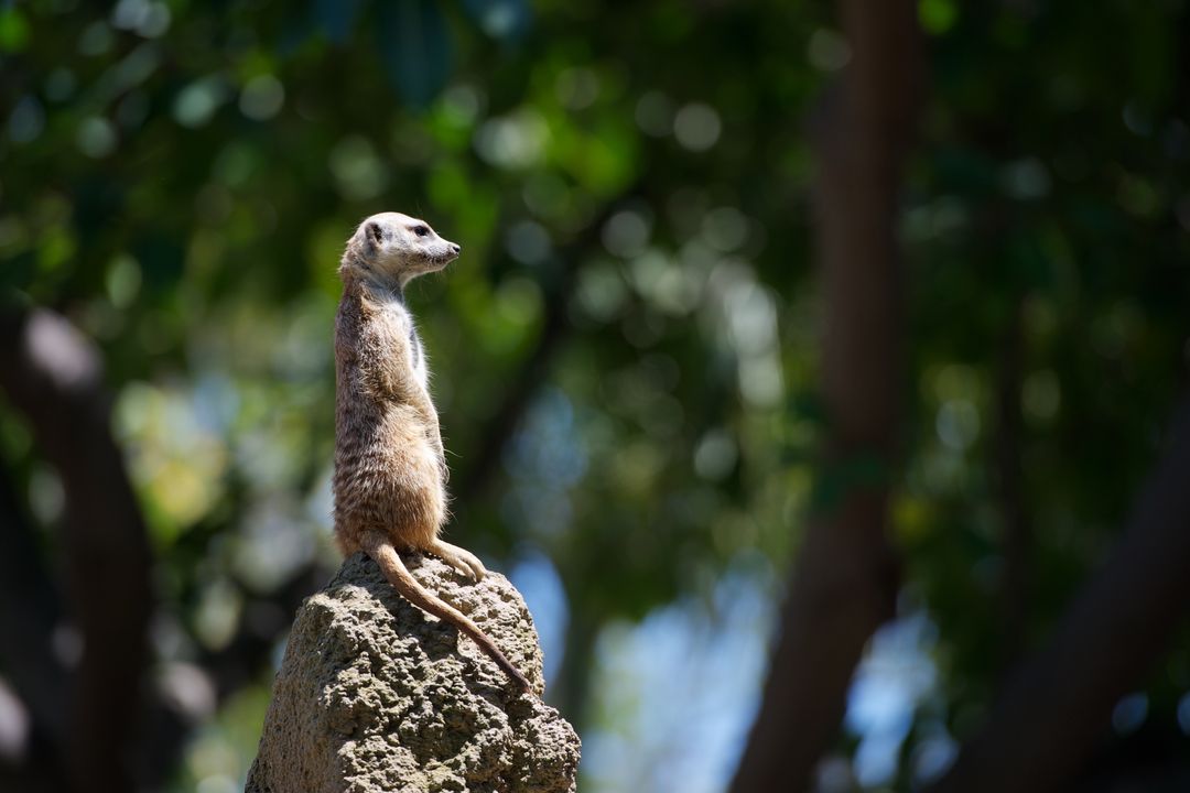 Meerkat Standing on Rock Perch in Sunny Wilderness - Free Images, Stock Photos and Pictures on Pikwizard.com