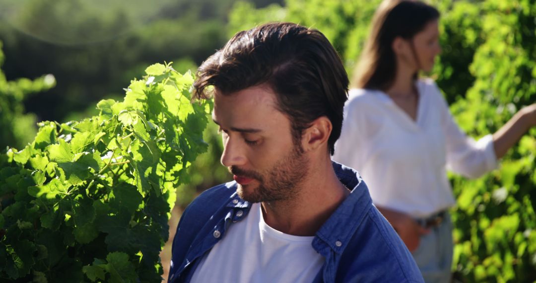 Focused Vintners Inspecting Sunlit Vineyard Grapevines