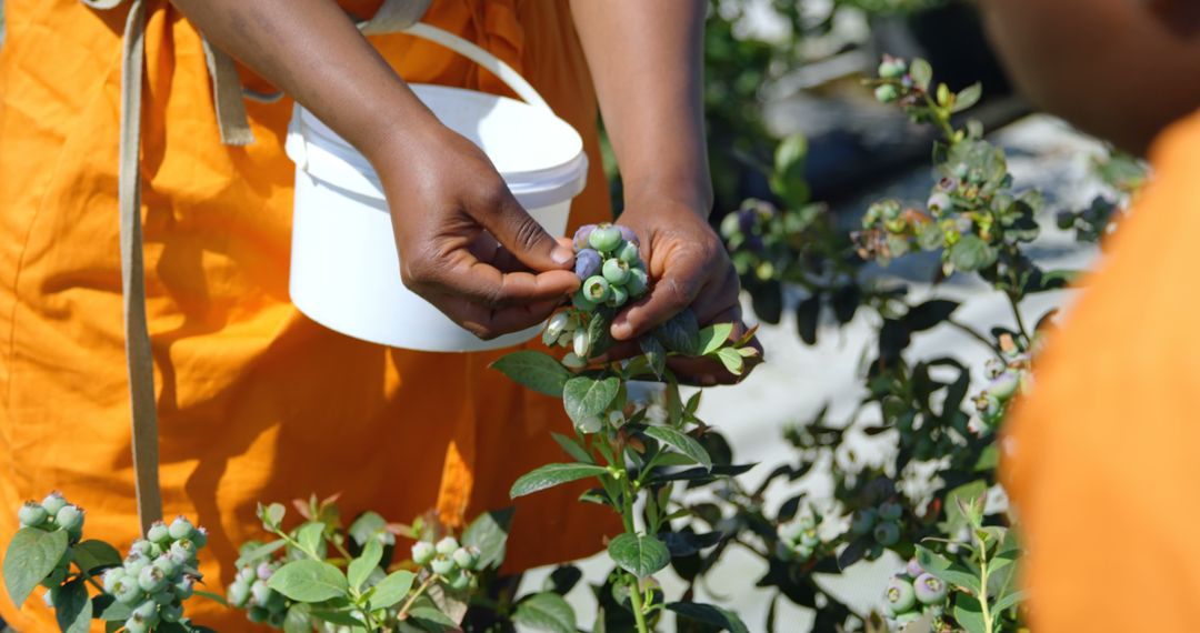 Farmer harvesting ripe blueberries on sunny day - Free Images, Stock Photos and Pictures on Pikwizard.com