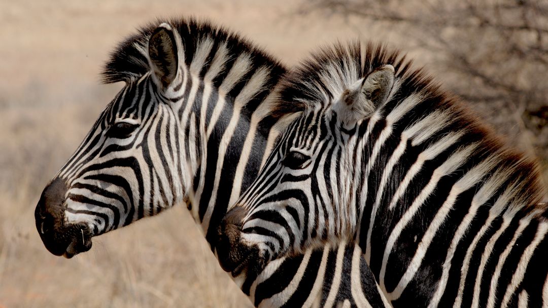 Two Zebras Standing Side by Side in Natural Habitat - Free Images, Stock Photos and Pictures on Pikwizard.com