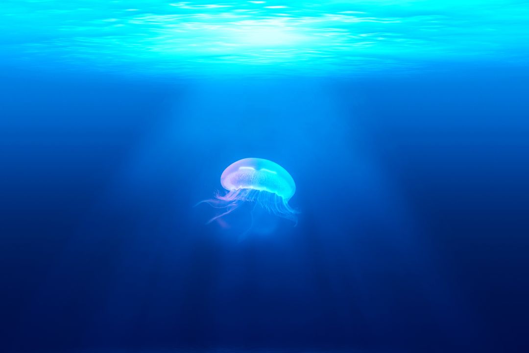 Gently floating jellyfish in serene blue ocean - Free Images, Stock Photos and Pictures on Pikwizard.com