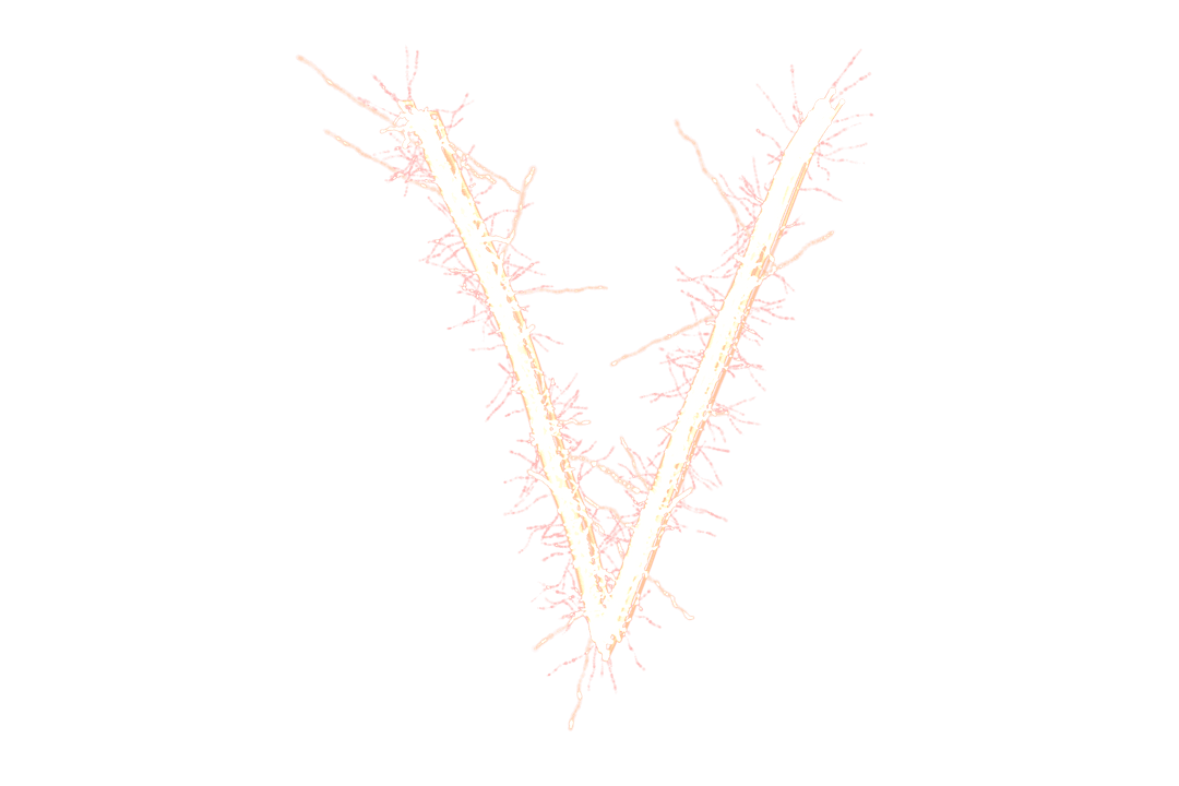 Sparkling V Letters with Coral Accents on Transparent Background