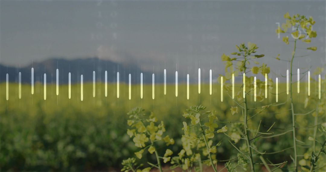 Field of Yellow Flowers with Waveform Overlay and Mountain View