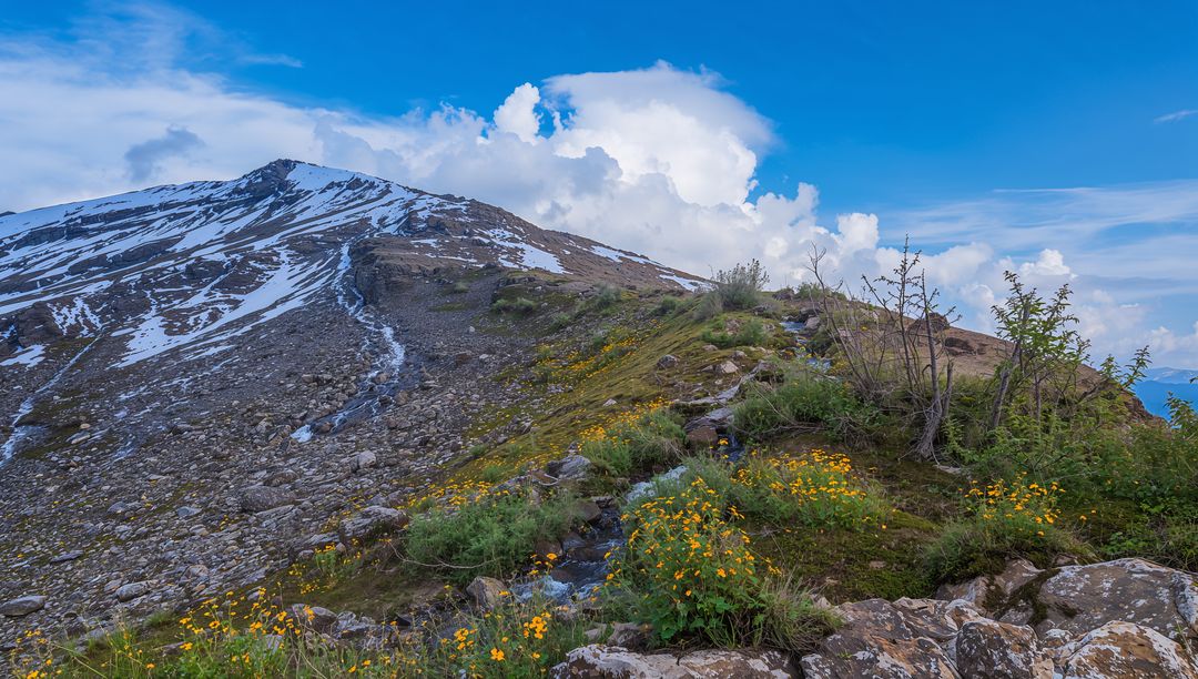 Alpine Ridge with Golden Wildflowers, Snow Patches and Mountain Stream under Blue Sky