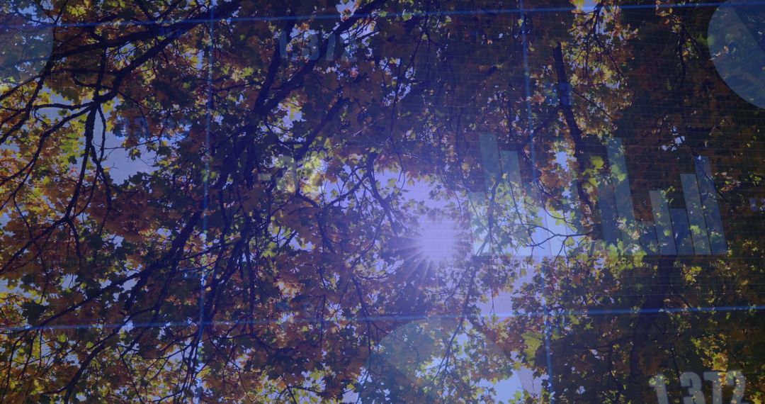 Sunlight Filtering Through Autumn Leaves in Tranquil Forest