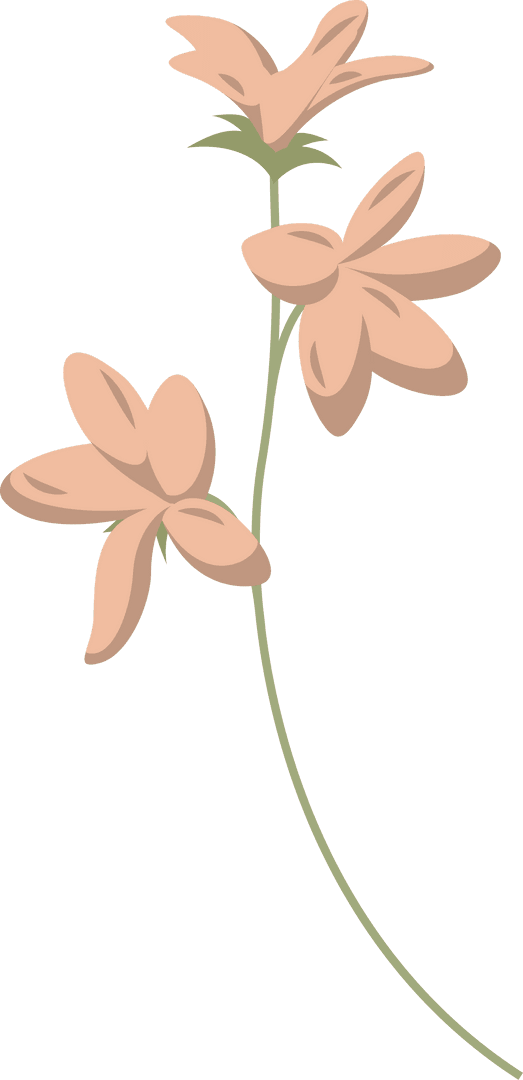 Elegant Peach Blossoms Vector on Transparent Background